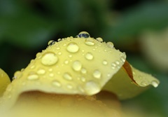 IMG_7050a